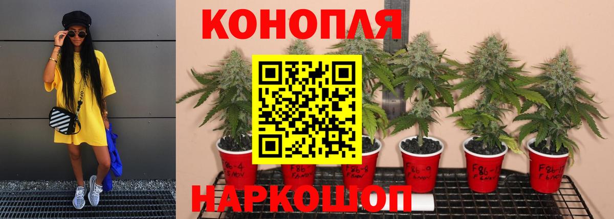 Бошки марихуана OG Kush  Конопля индика  Петрозаводск  Вход с VPN  МАРИХУАНА Ganja  Марихуана THC 21% 